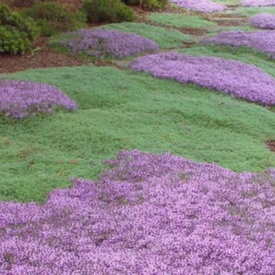 Thymus Praecox...