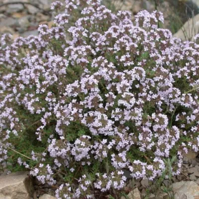 Thymus Vulgare compactum v.9