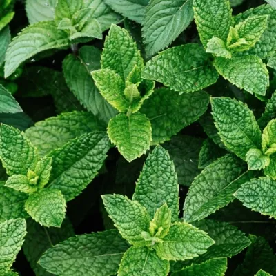 Mentha piperita v.9