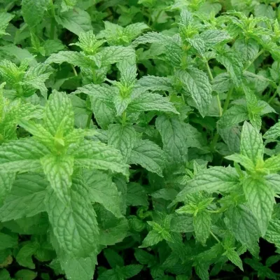 Mentha spicata v.9