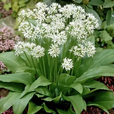 Allium Ursinum v.9