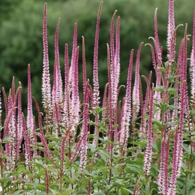 Veronica virginicum  Pink...