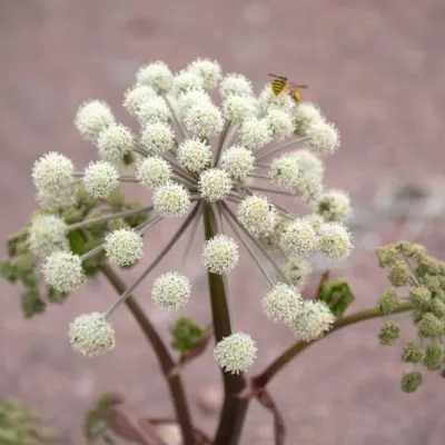 Angelica archangelica v. 9