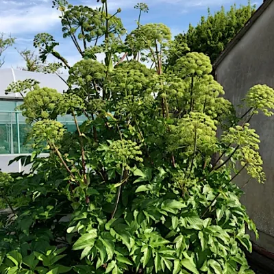 Angelica archangelica v. 9