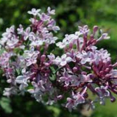 copy of Syringa microphylla...