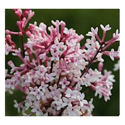 copy of Syringa microphylla...