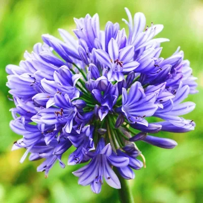 Agapanthus 'Blue...