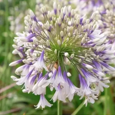 Agapanthus 'Fireworks'   V. 9