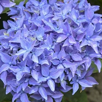 Hydrangea  Macrophylla...