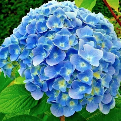 Hydrangea macrophylla...