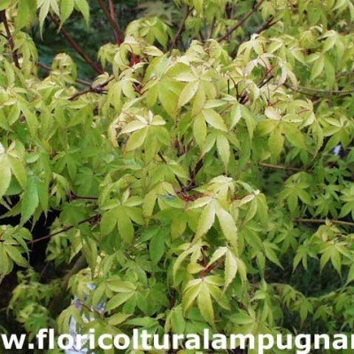 Acer palmatum Orange Dream...