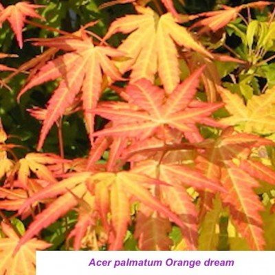 Acer palmatum Orange Dream...