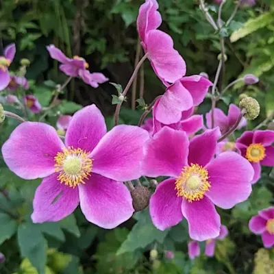 Anemone Hybrida Hadspen...