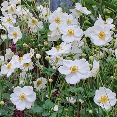 Anemone hyb. 'Honorine...