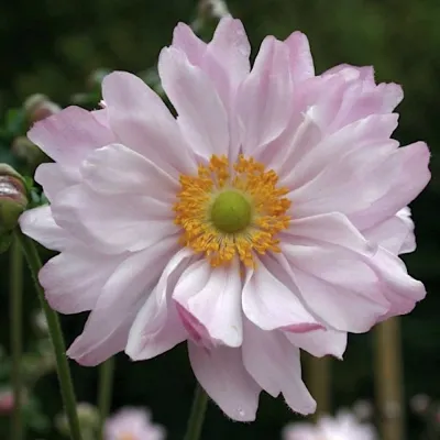 Anemone hyb. 'Mont Rose' v. 9