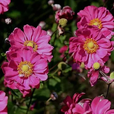 Anemone hyb. 'Pamina' v. 9