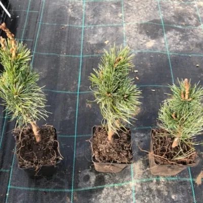 Pinus parviflora 'Negishi' v.9