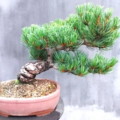 Pinus parviflora 'Negishi' v.9