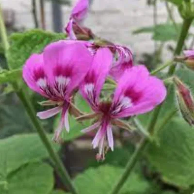 Pelargonium Papillonaceum...