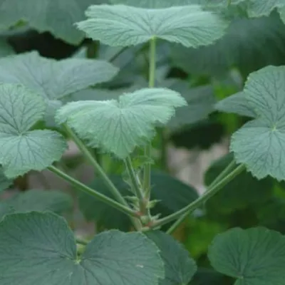 Pelargonium Papillonaceum...