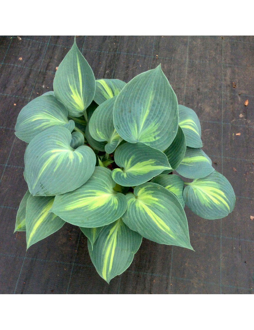 Hosta Touch of Class (r)