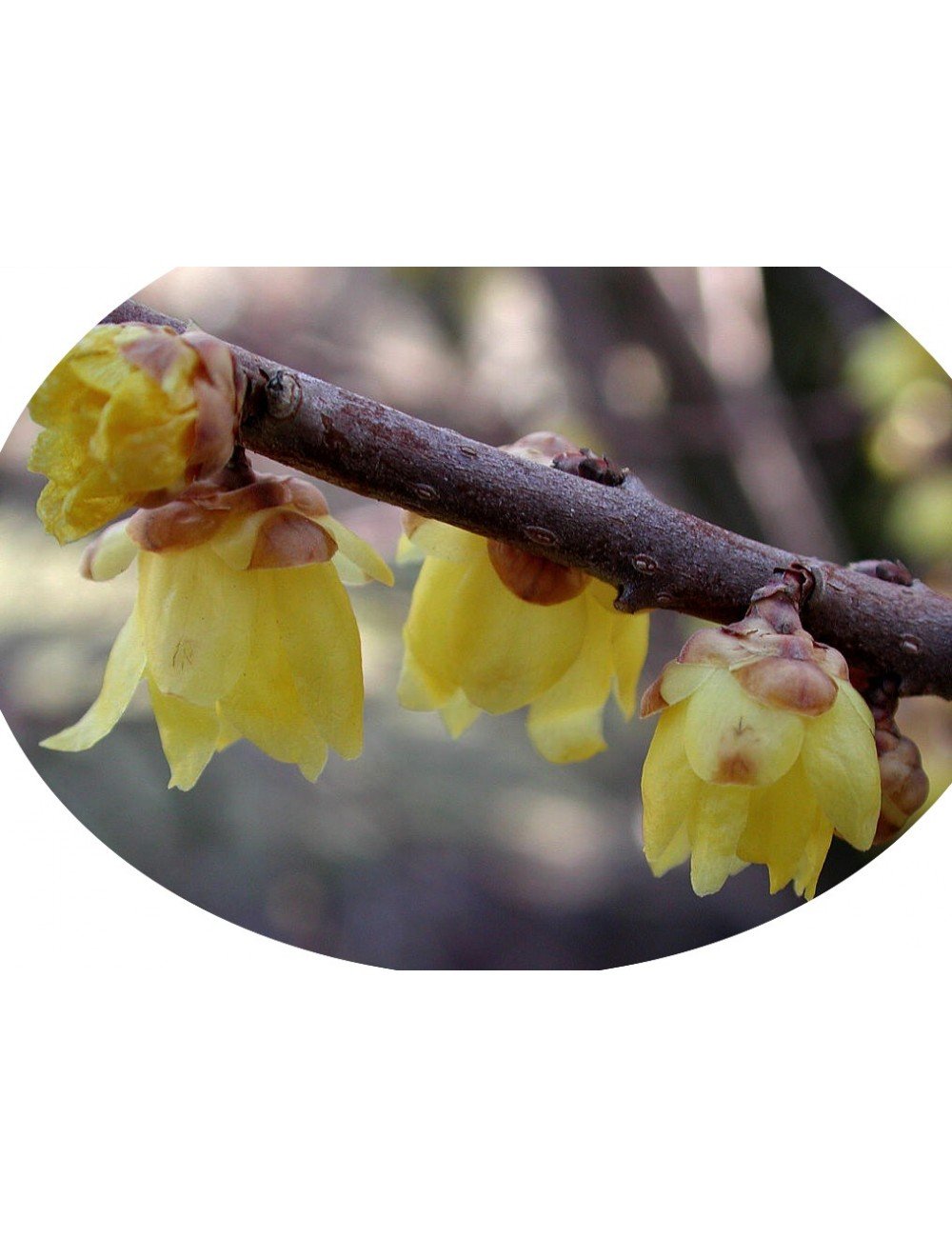 Chimonanthus praecox