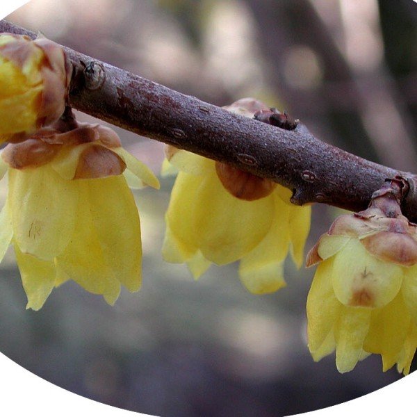 Chimonanthus praecox