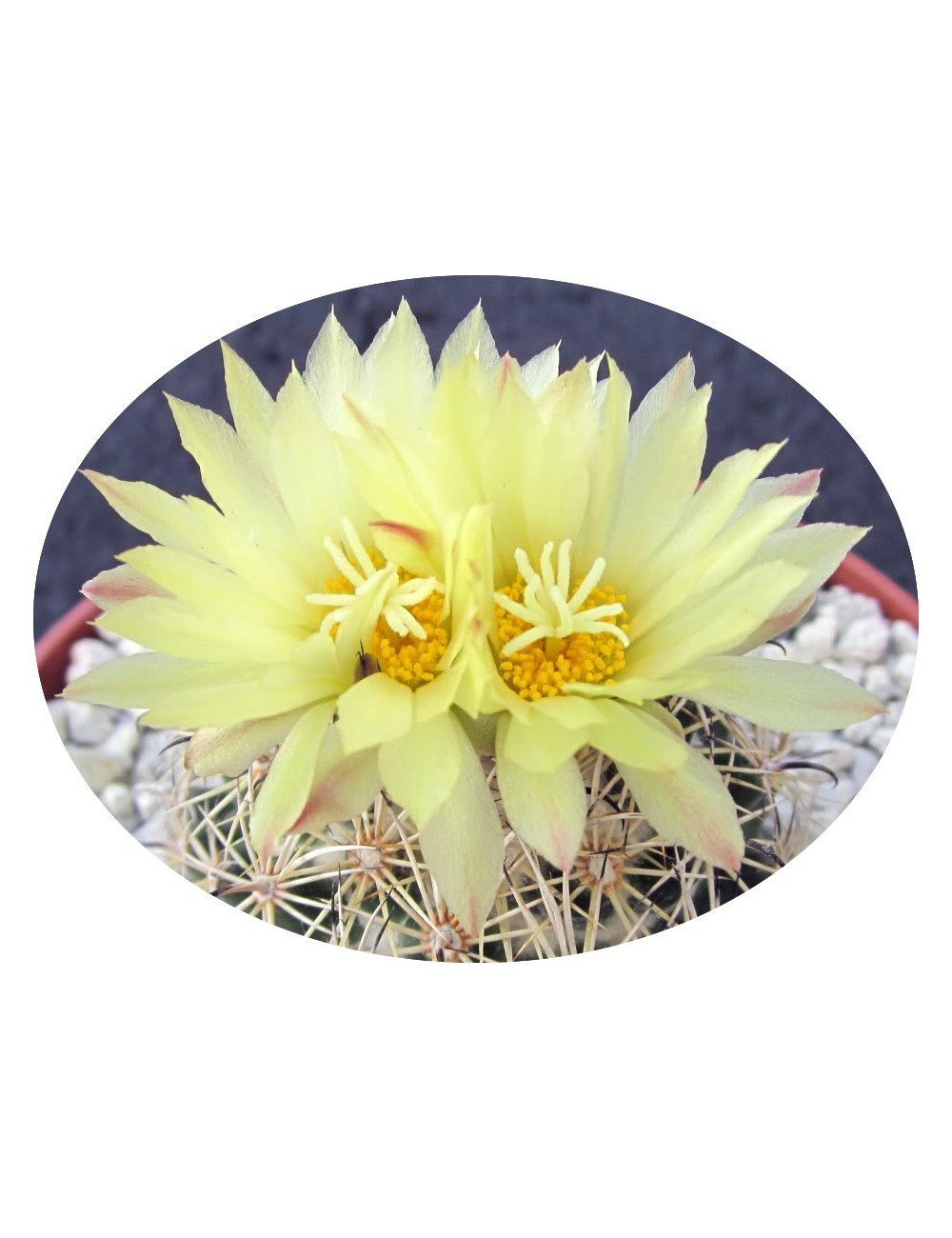 coryphantha palmeri