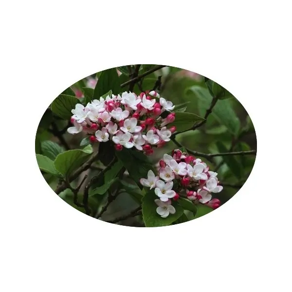 Viburnum Carlesii Diana