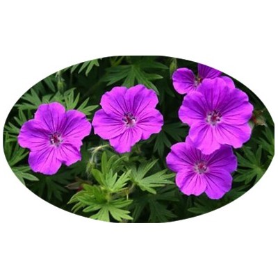 Geranium 'Tiny Monster'