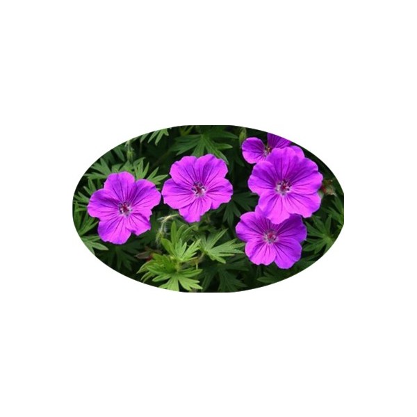 Geranium 'Tiny Monster'