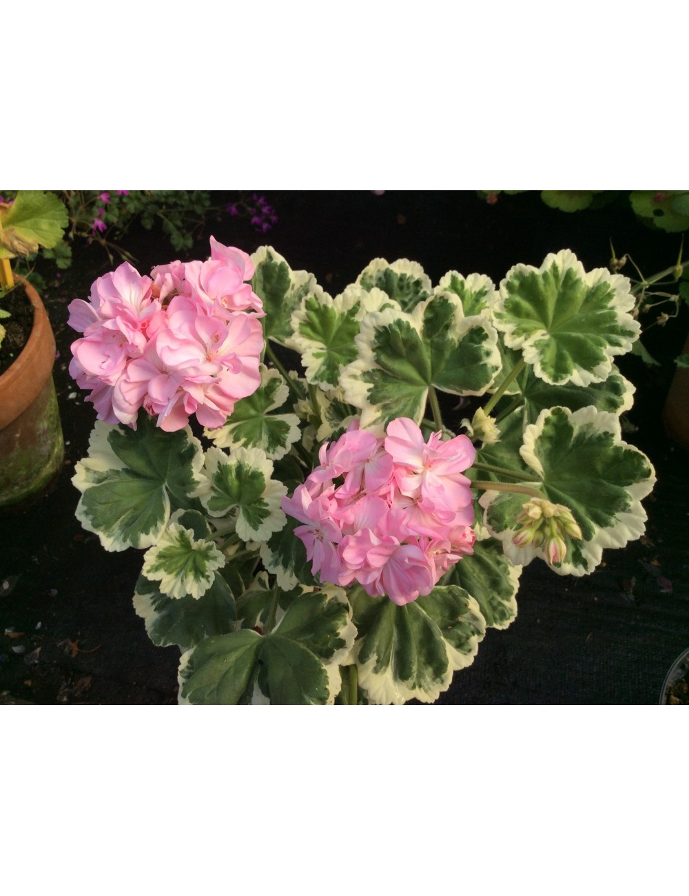 Pelargonium Chelsea Gem