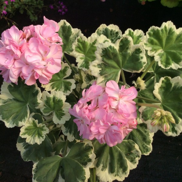 Pelargonium Chelsea Gem