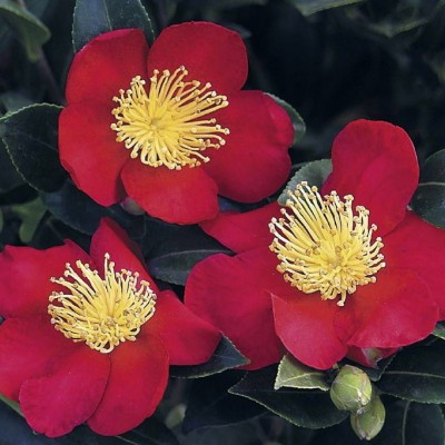 Camelia sasanqua yulitide