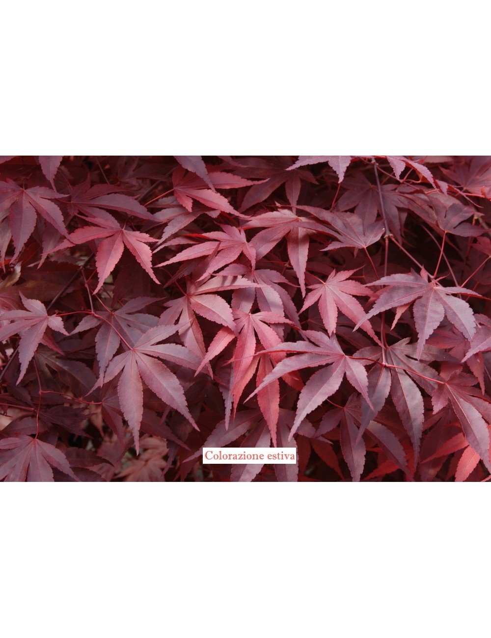 Acero rosso giapponese Acer palmatum Fireglow pianta innestata