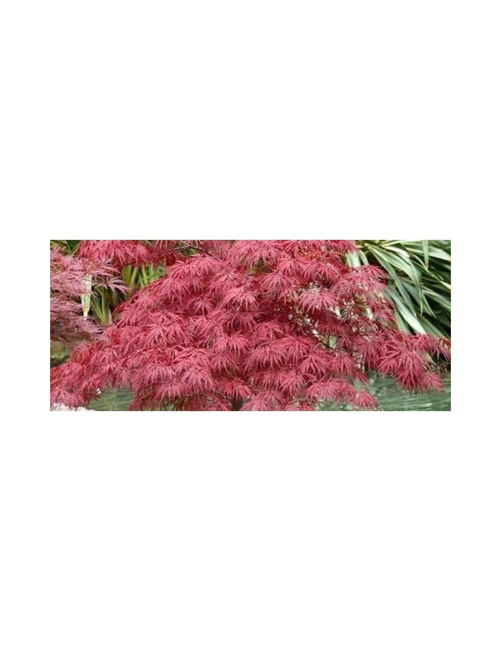 Acer palmatum Dissectum  Stella Rossa  - Acero Giapponese Nano - vaso Ø  28cm H 130cm