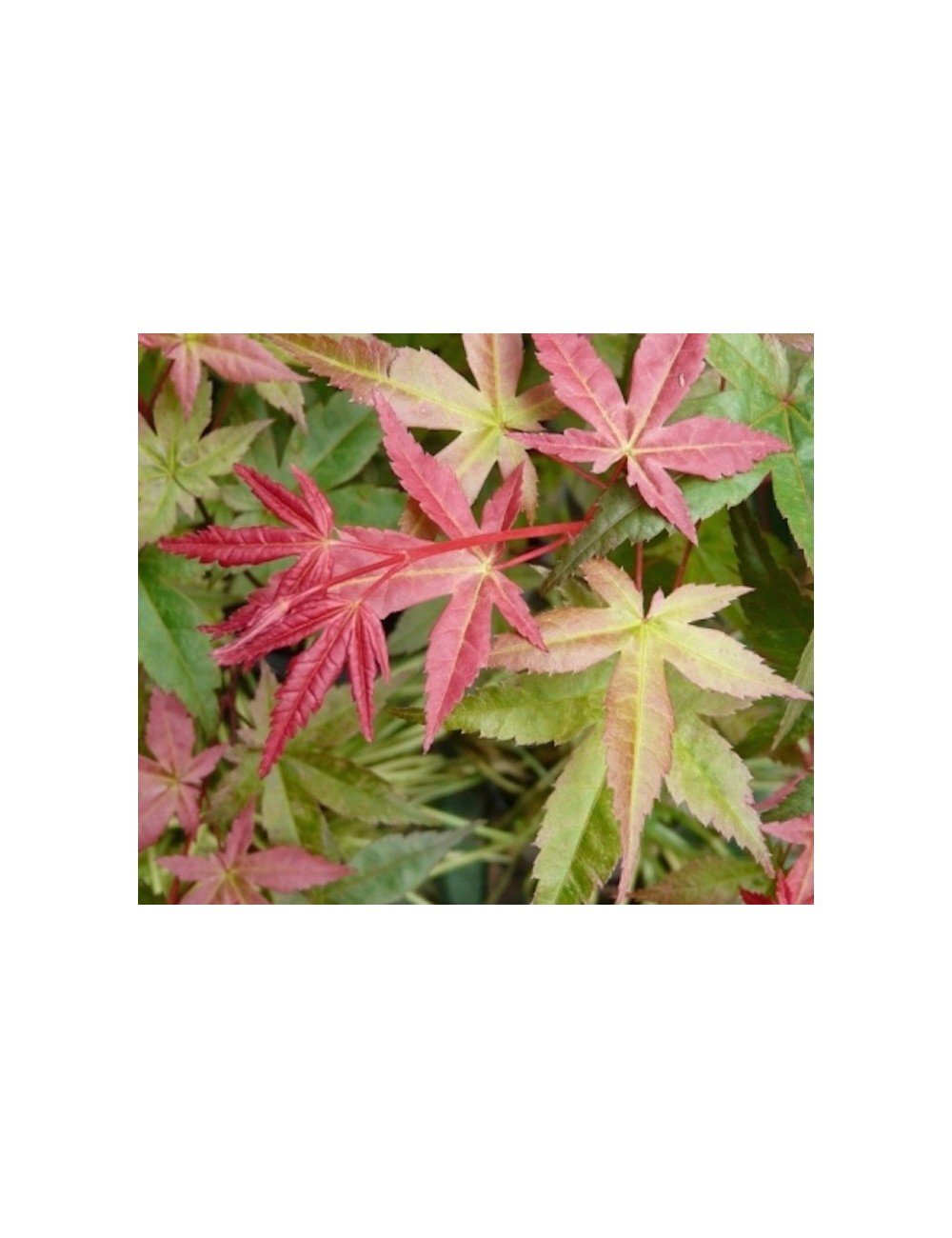 Come fare una Tala di Acero Giapponese (Acer Palmatum Deshojo) 