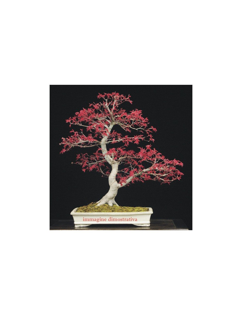 Acero rosso giapponese Acer palmatum Twombly's Red Sentinel pianta vaso  ø20 cm