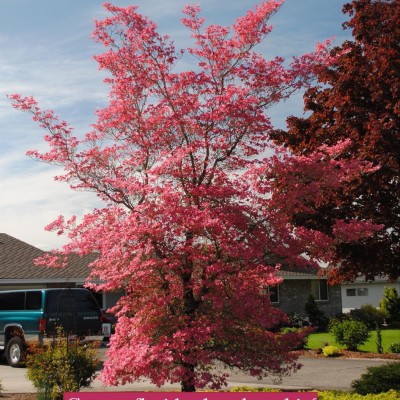 Cornus Florida Cherokee Chief