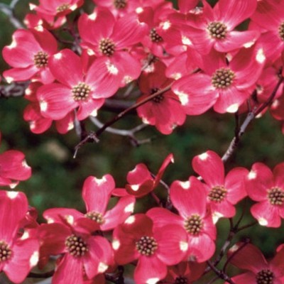 Cornus Florida Cherokee...