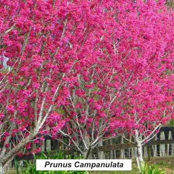 Prunus Campanulata