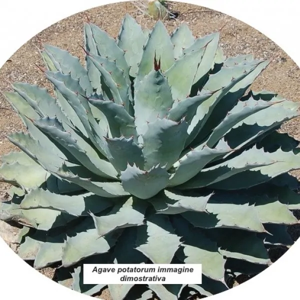 Agave potatorum cm. 22