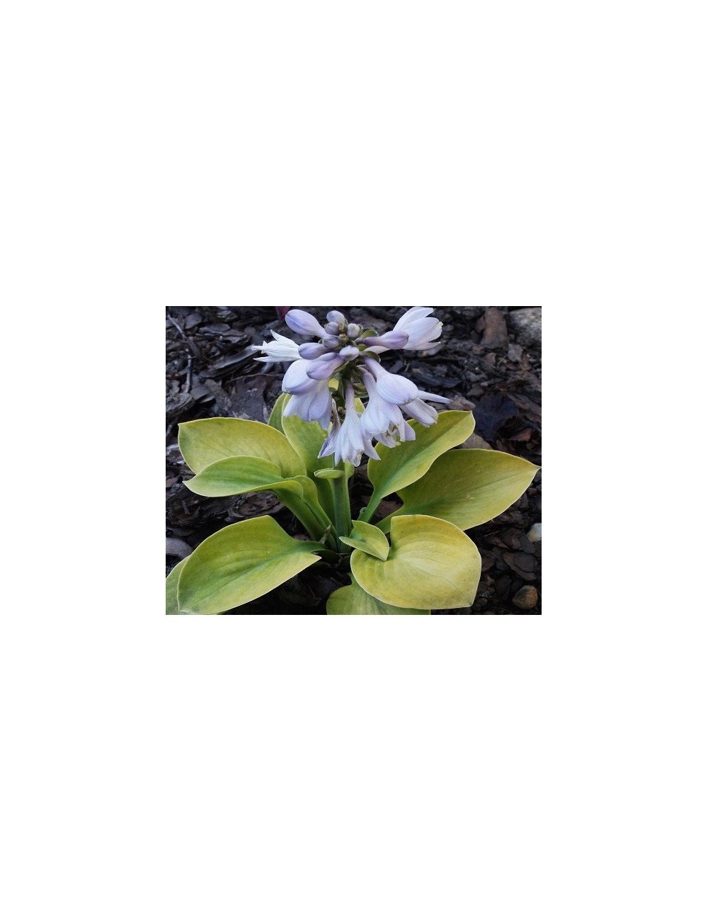 Hosta ' Giantland Mouse Cheese vaso 12x12