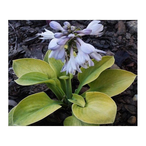 Hosta ' Giantland Mouse Cheese vaso 12x12