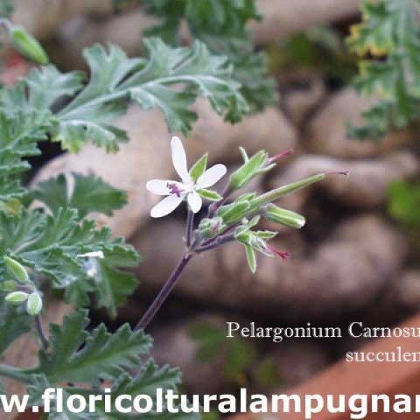 Pelargonium Carnosum...