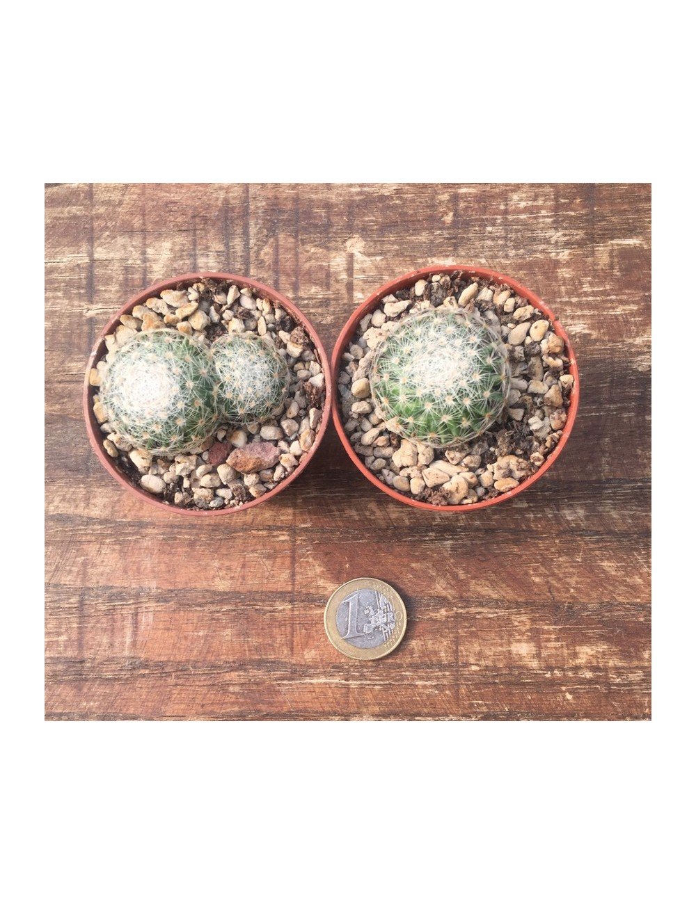 Mammillaria lenta viesca