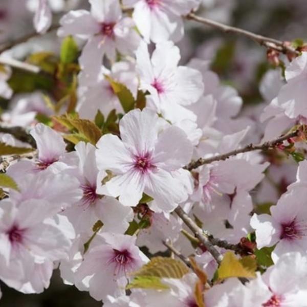 Prunus The bride