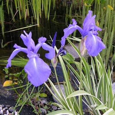 Iris Laevigata variegata