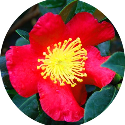 Camelia sasanqua yulitide