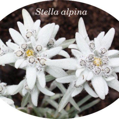 https://www.floricolturalampugnani.it/6807-home_default/leontopodium-alpinum-stella-alpina-coltivata.jpg